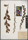 Foto von Salix starkeana Willd.
